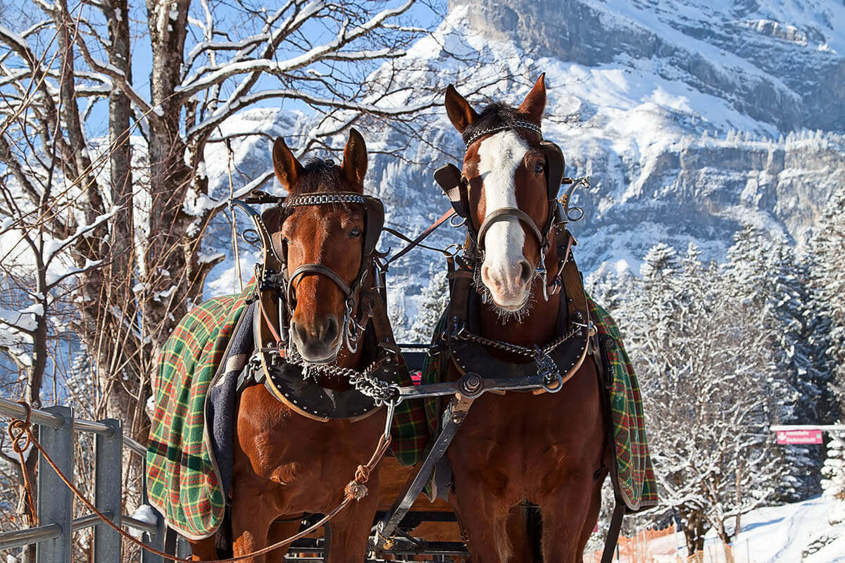 Winterurlaub in Flachau - Berghof Chalets Flachau